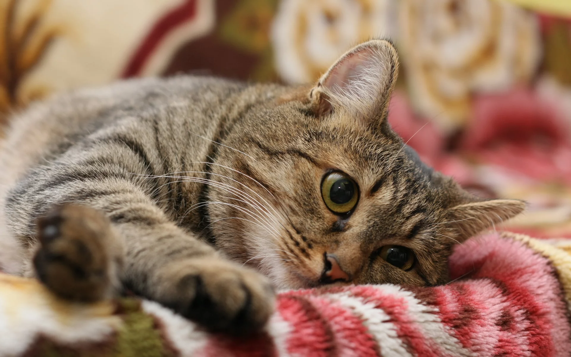 кот, кошка, полосатый