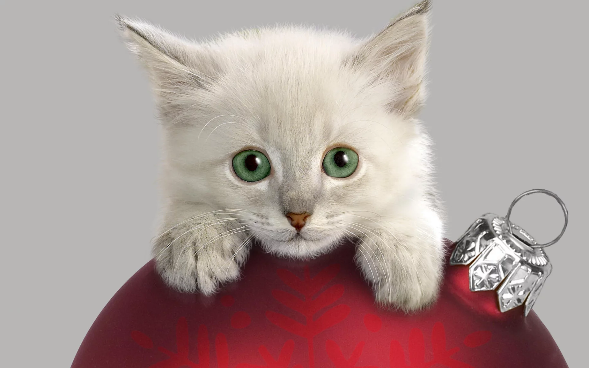котенок, шар, украшения