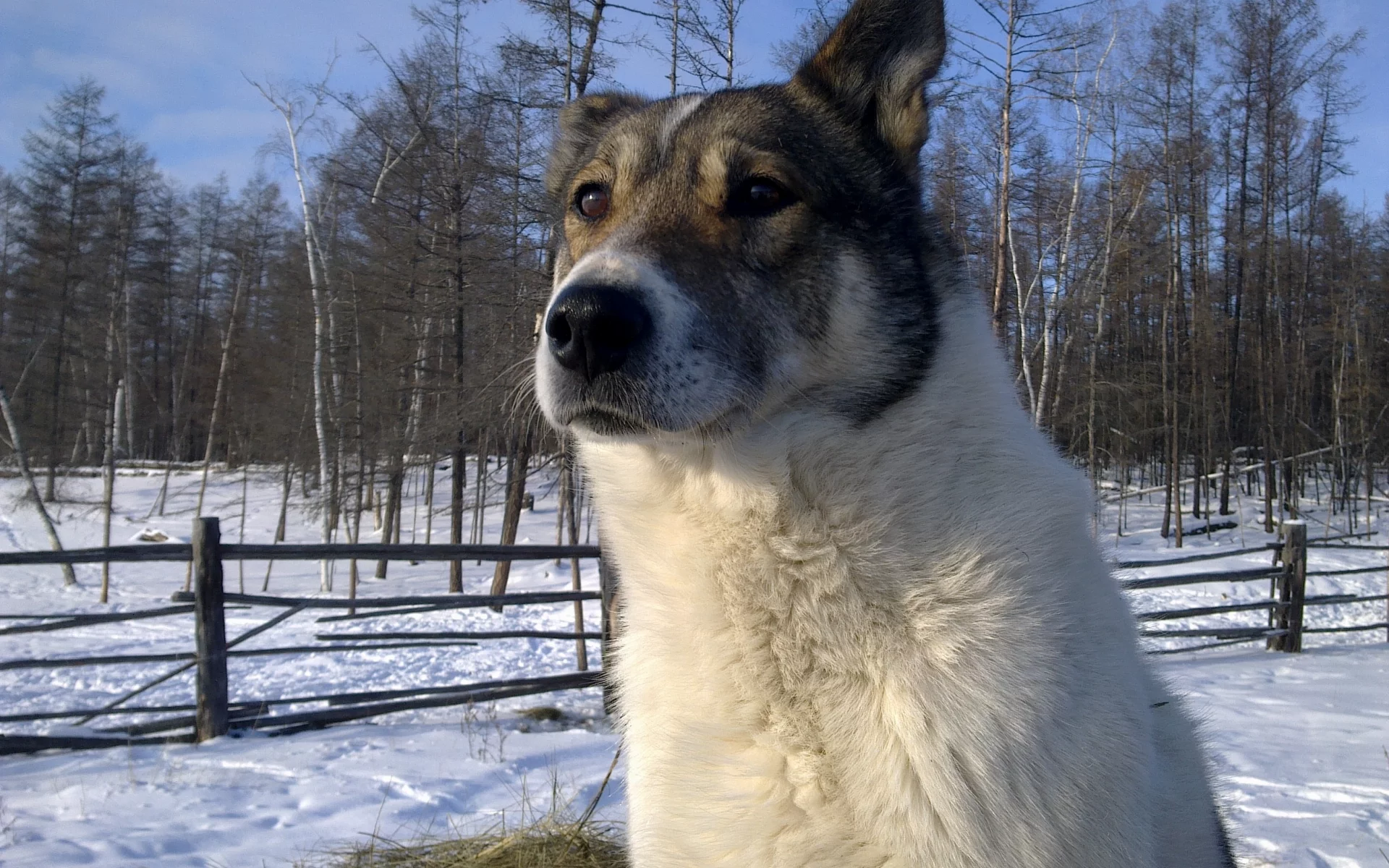 собака, лес, зима