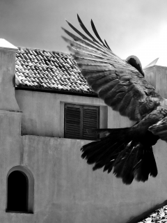 птица, здание, пальма, черно-белая