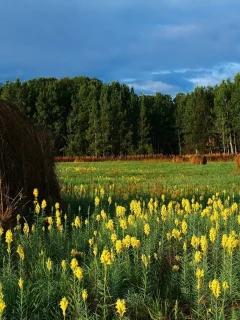 сено, поле, цветы, горы