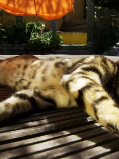 лежит, солнце, кот, полосатый, зевает, зонт