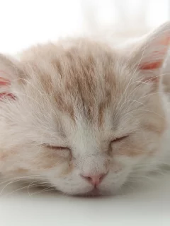 сон, котенок