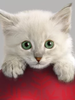 котенок, шар, украшения
