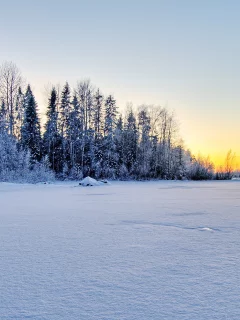 домик, лес