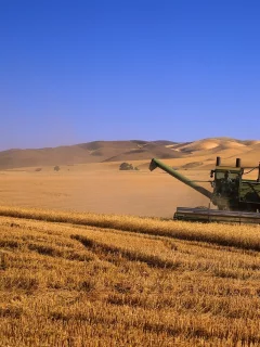 поля, урожай