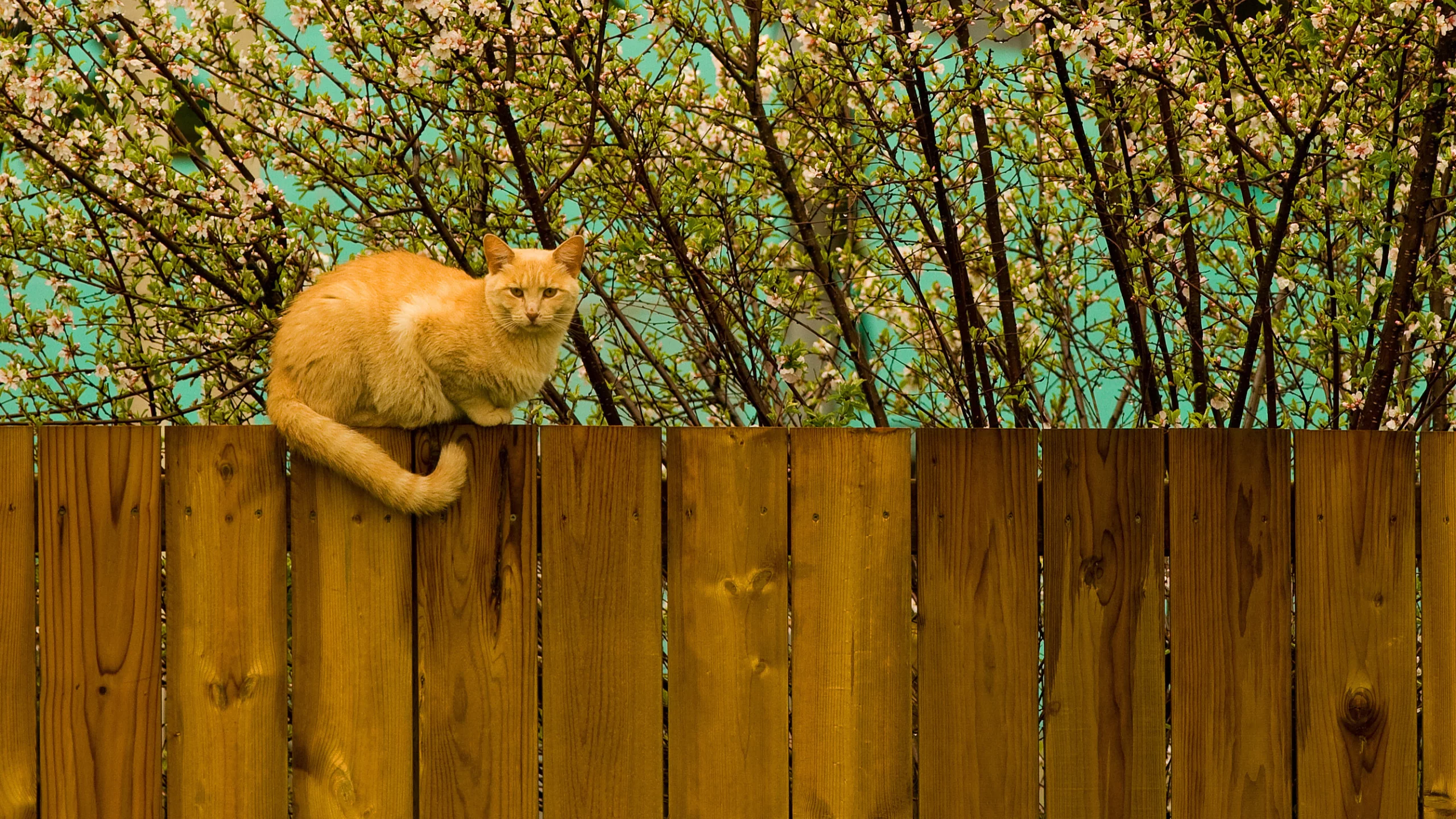 котэ, забор, весна, рыжий, кот, дерево