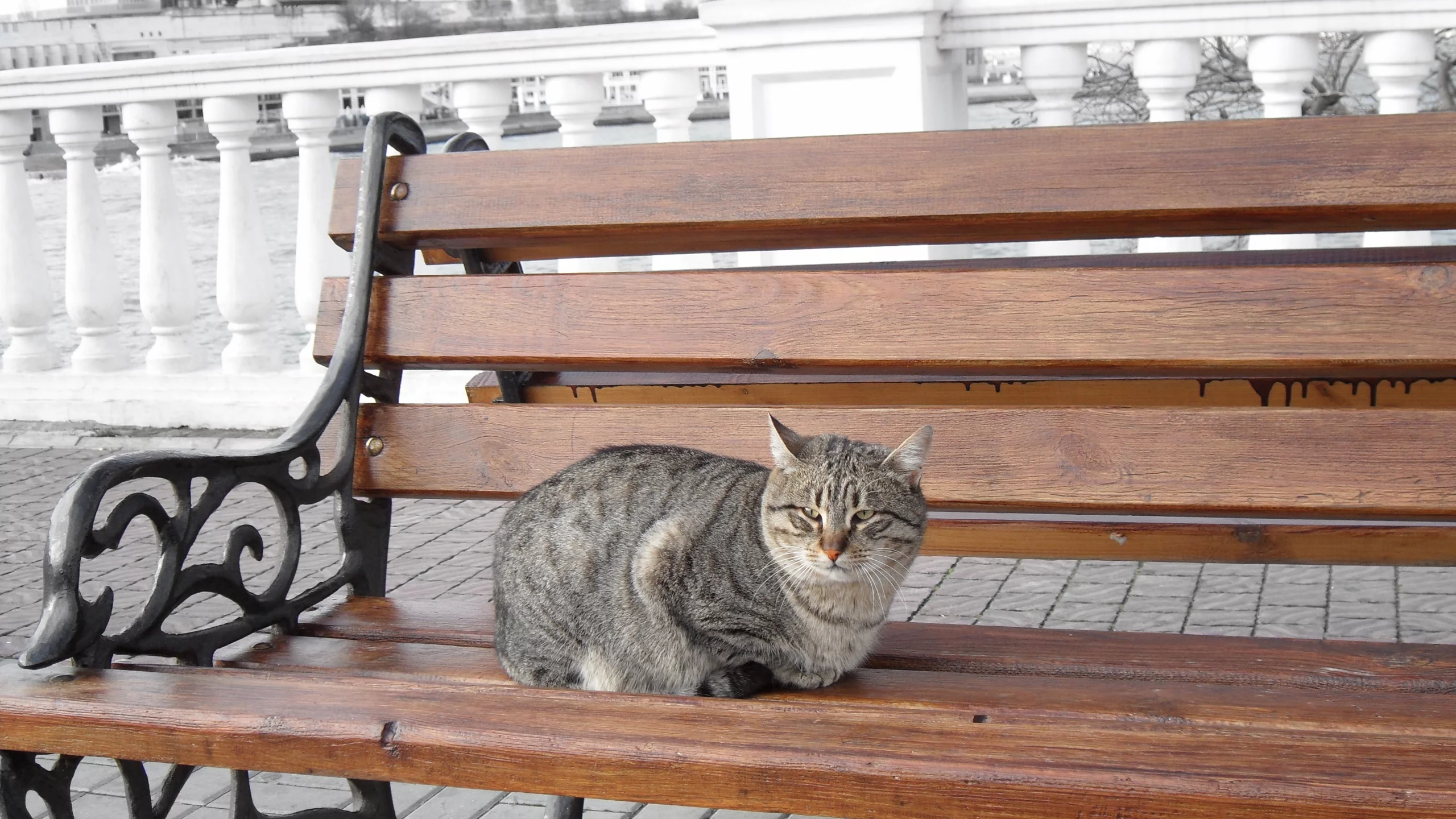скамейка, море, кот, кошка