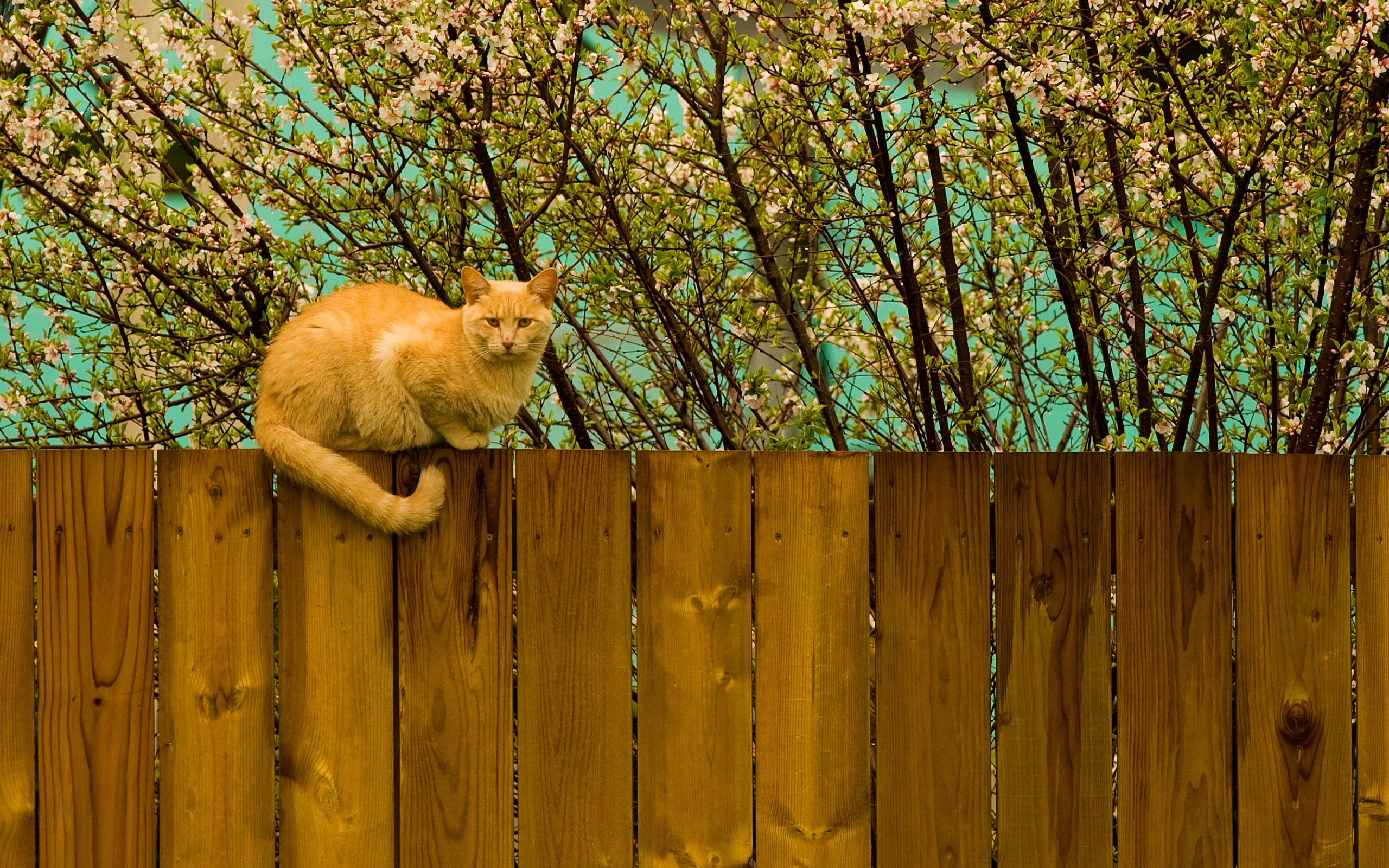 котэ, забор, весна, рыжий, кот, дерево