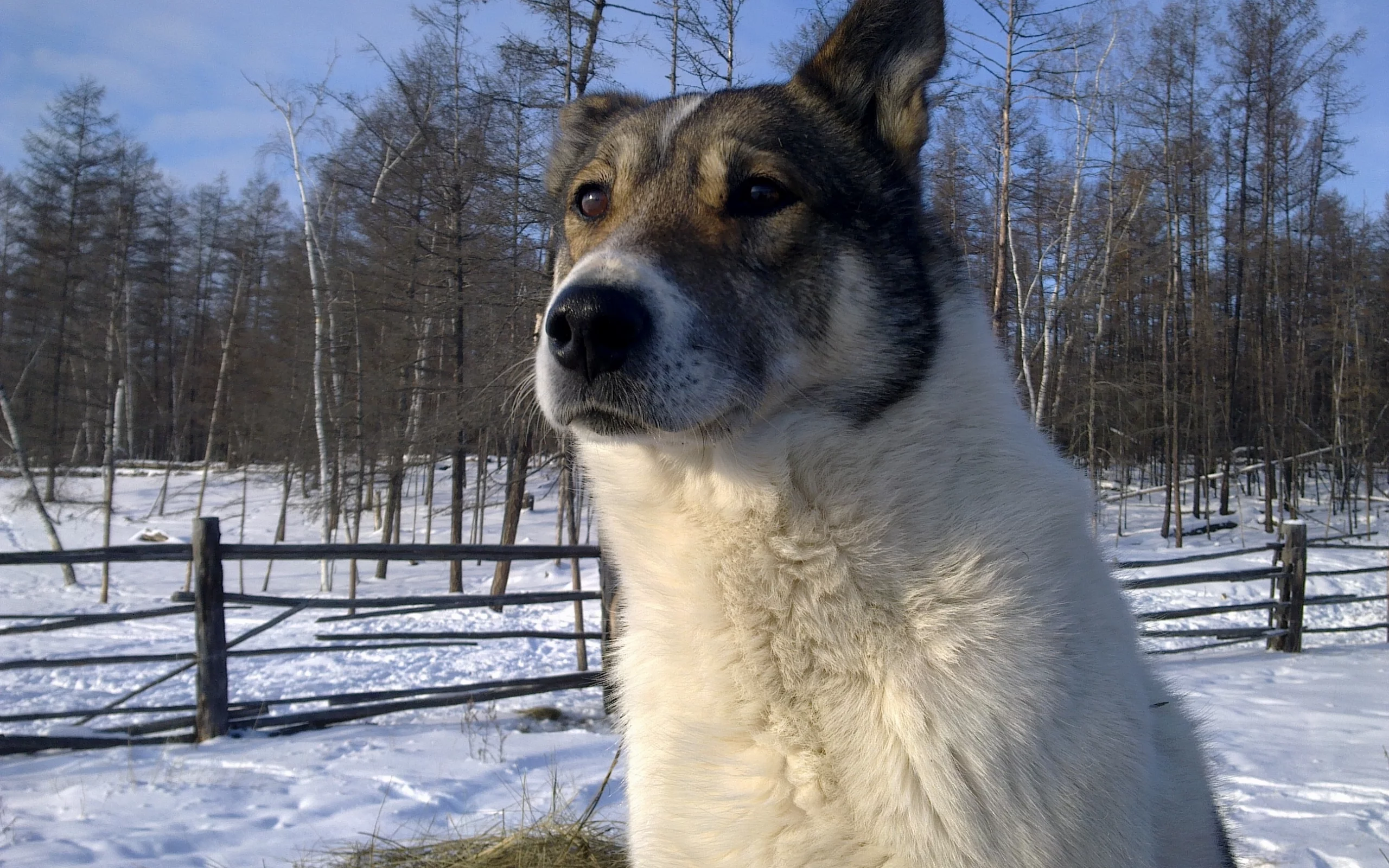 собака, лес, зима