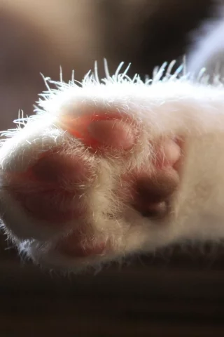 кошка, лапа, кот