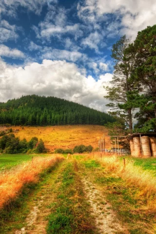 лес, природа, трава