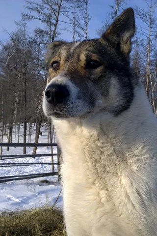 собака, лес, зима