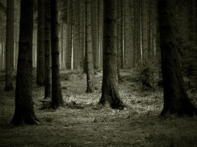 темно, деревья, лес