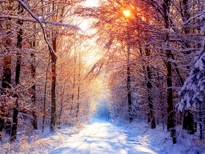 деревья, лес, снег, утро, зима