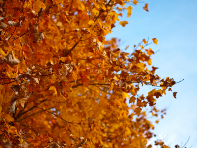 дерево, осень, красный, листья