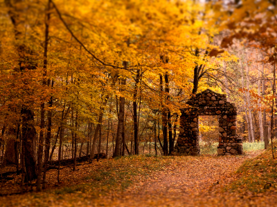 листья, лес, деревья, осень, арка