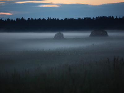 туман, лес, поляна