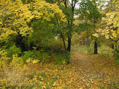 листья, парк, осень