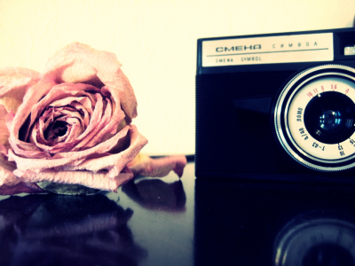 роза, цветы, фотоаппарат