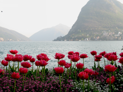 тюльпаны, вода, горы