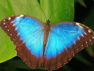 бабочка, синий, листья