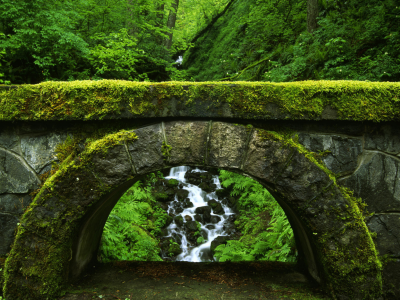 заросли, природа, мост, зеленый