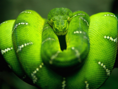 природа, зеленый, змея, макро