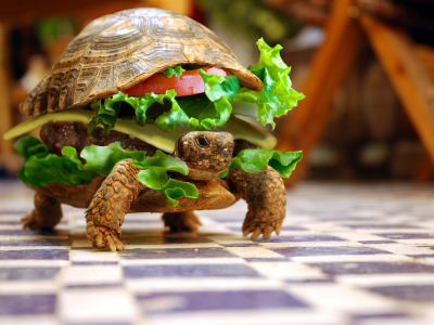 юмор, овощи, животные, черепаха, бутерброд