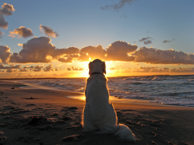 собака, закат, море, пляж