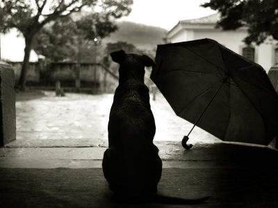 стиль, двор, зонтик, пес