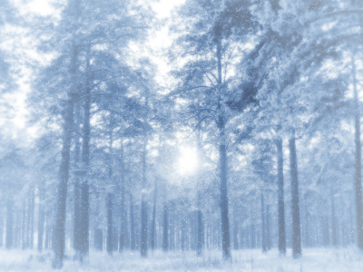 иней, снег, деревья, морозно, просвет, зима, сосны, лес