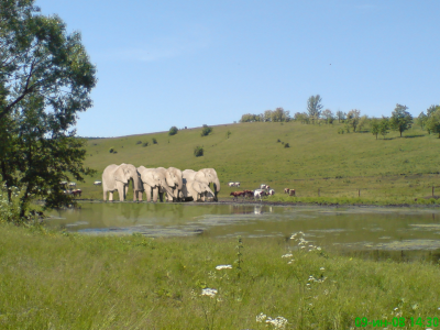коровы, река, слоны