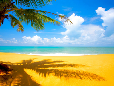 море, облака, тропики, пальма, пляж, песок