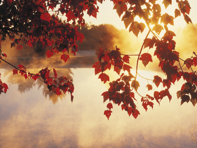 свет, озеро, дерево, туман, листья, солнце, осень