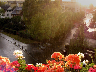 цветы, дождь, улица, окно