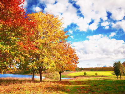 яркие, деревья, осень, голубое, облака, небо