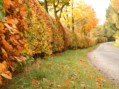 осень, листья, кусты, природа, дорога, деревья