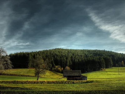 деревья, обои, пейзаж, красота