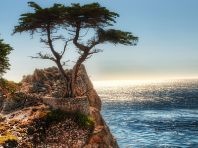 скалы, дерево, океан