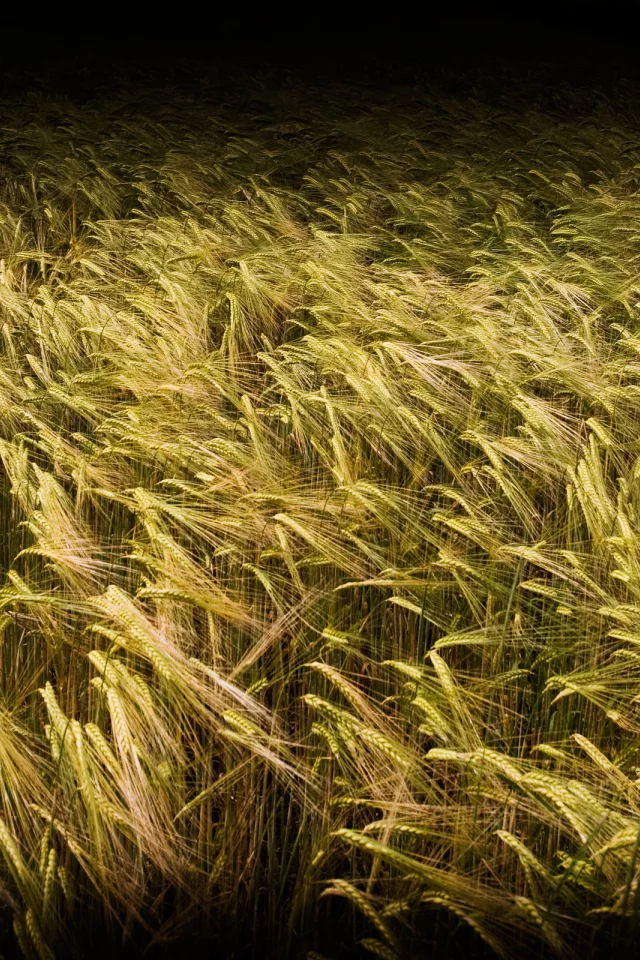 зерно, пшеница