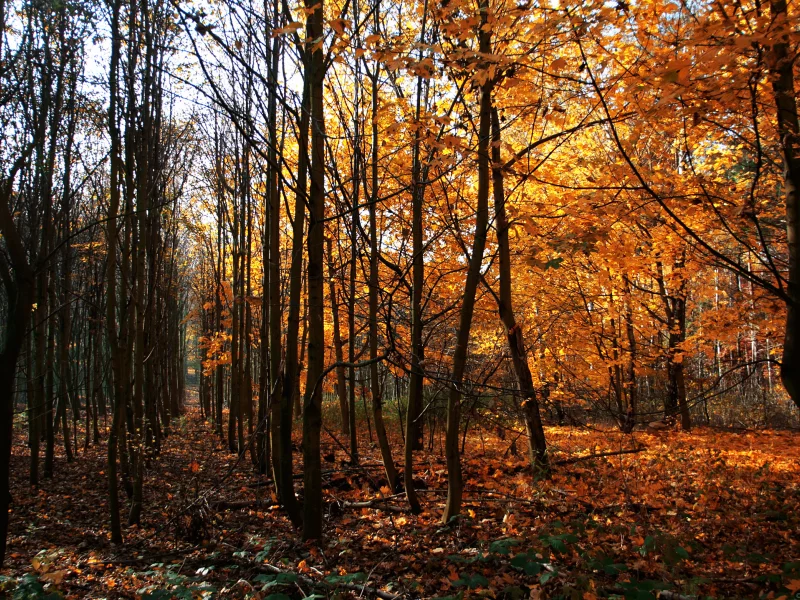 осень, деревья, германия
