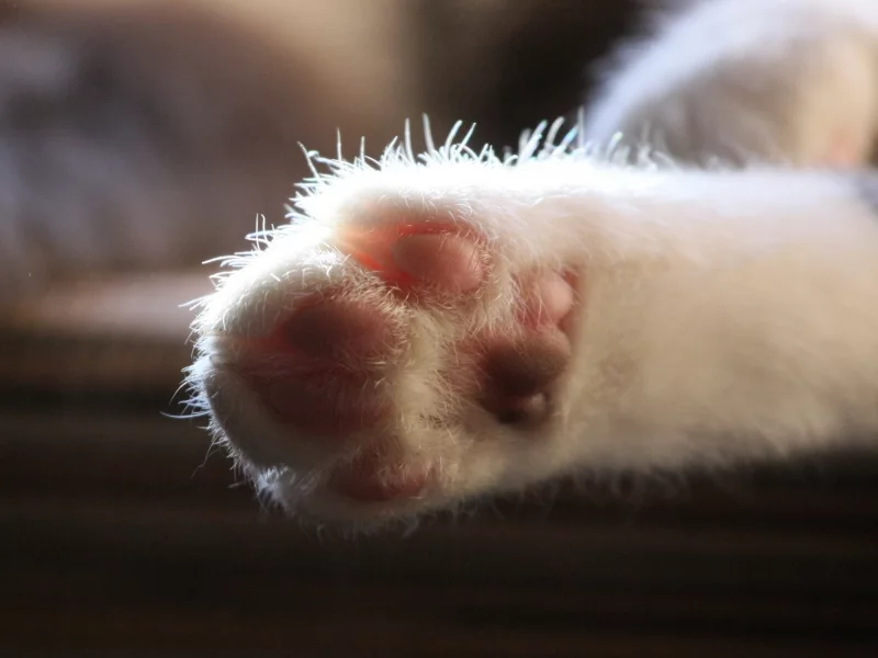 кошка, лапа, кот