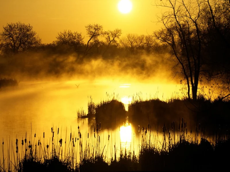 лес, туман, рассвет, вода, утро, озеро