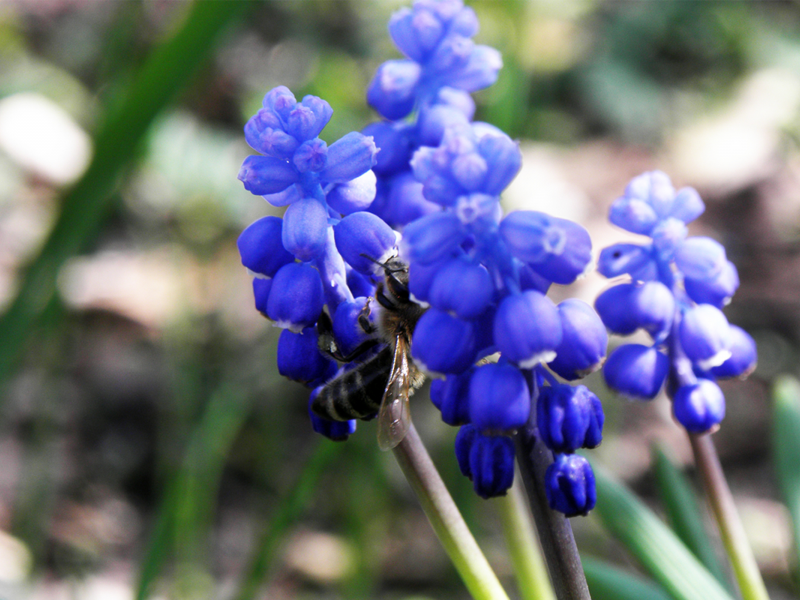 синие, маросъемка, цветы, пчела