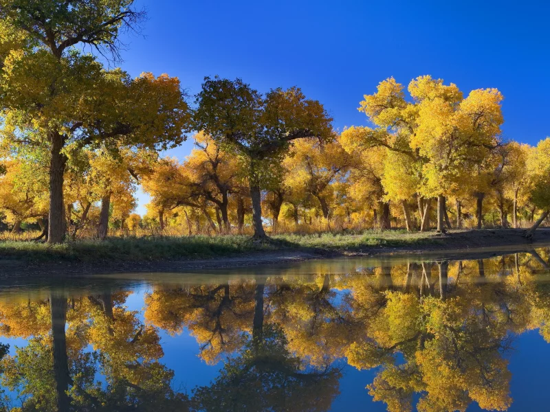небо, деревья, вода, лес, осень