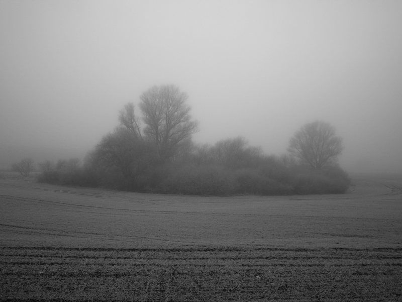 туман, куст, поле, дерево