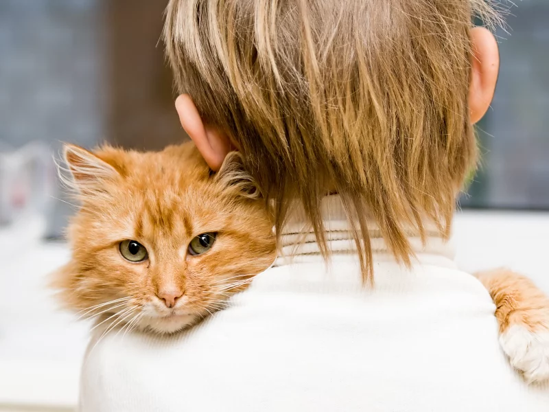 мальчик, ребенок, kid, cat, boy, children, кошка, дети, Обои animal, hair, малыш, eyes, глаз, волос, животное, child