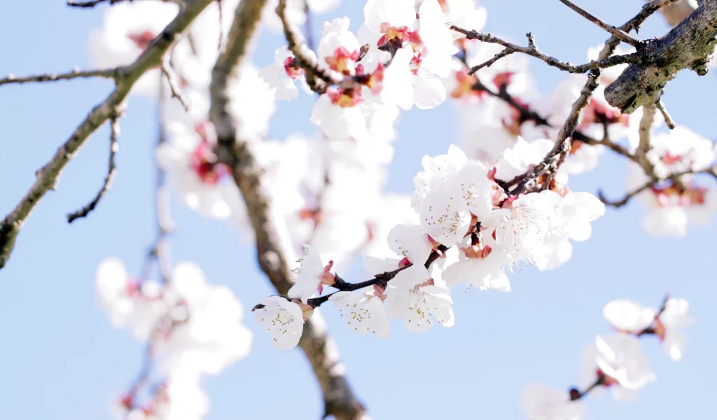 дерево, spring, весна, цветы