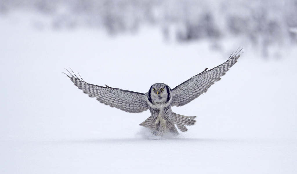flight, птица, сокол, снег, snow, animal, зима, полёт, winter, falcon, bird, 1920x1080, животное